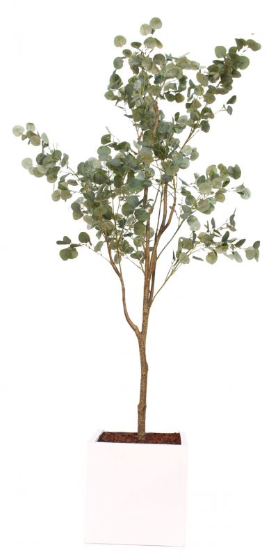 Taiga Eucalyptus Tree (Eucalyptus Tree) artificial plant Tanaman  